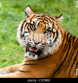 Colpo alla testa del Sordo tigre di Sumatra Panthera Tigris Sumatrae Foto Stock