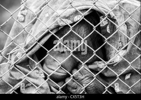 Testa orangutan coperta da un manto dietro una recinzione