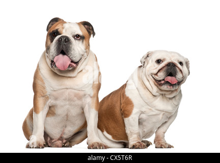 Bulldog inglese, 5 anni, seduti contro uno sfondo bianco Foto Stock