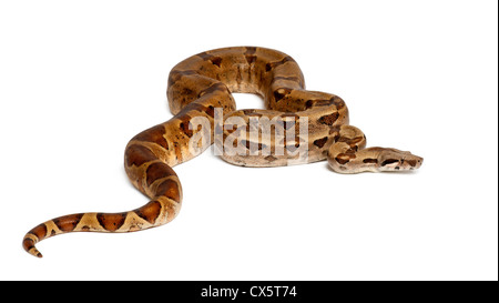 Comune Boa settentrionale, Boa constrictor imperator, contro uno sfondo bianco Foto Stock