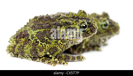 Due Rane di muschio, Theloderma corticale, noto anche come un vietnamita Mossy rana o Tonkin bug-eyed Rana, contro uno sfondo bianco Foto Stock