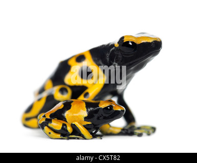 Giallo-nastrati dart di veleno le rane Dendrobates leucomelas, madre con i giovani contro uno sfondo bianco Foto Stock