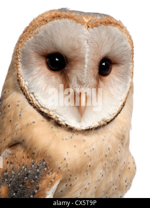 Barbagianni,Tyto alba, 4 mesi di età, ritratto contro uno sfondo bianco Foto Stock