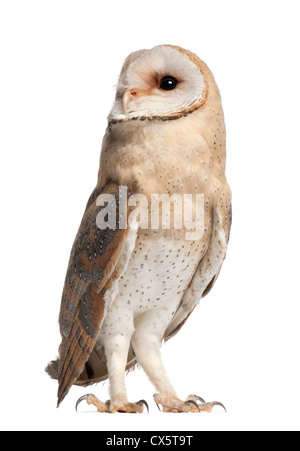 Barbagianni,Tyto alba, 4 mesi di età, in piedi contro lo sfondo bianco Foto Stock