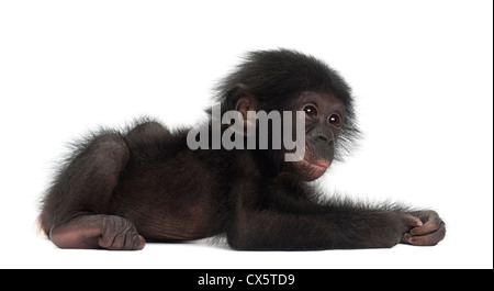 Baby bonobo, Pan paniscus, 4 mesi di età, che giace contro uno sfondo bianco Foto Stock