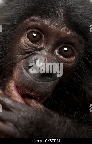 Baby bonobo, Pan paniscus, 4 mesi di età, close up ritratto Foto Stock