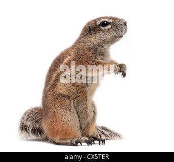 Massa del capo scoiattolo, Xerus inauris, contro uno sfondo bianco Foto Stock