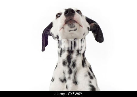 Cucciolo dalmata guardando in alto, studio shot con sfondo bianco Foto Stock