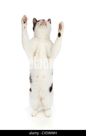 Cat sulle zampe posteriori con zampe in aria, studio shot con sfondo bianco Foto Stock