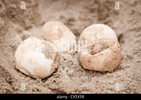 I membri del team di tartaruga esaminare non tratteggiata per tartarughe marine le uova sulla spiaggia a Isle of Palms, SC Foto Stock