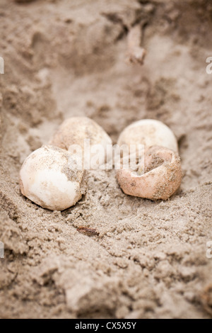 I membri del team di tartaruga esaminare non tratteggiata per tartarughe marine le uova sulla spiaggia a Isle of Palms, SC Foto Stock