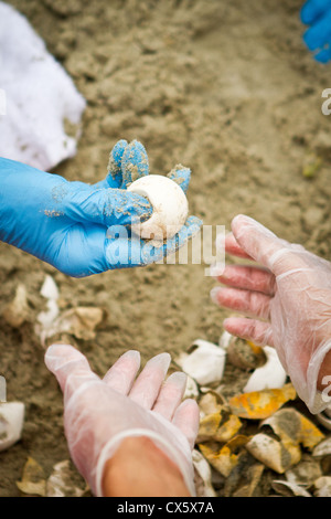 I membri del team di tartaruga esaminare non tratteggiata per tartarughe marine le uova sulla spiaggia a Isle of Palms, SC Foto Stock