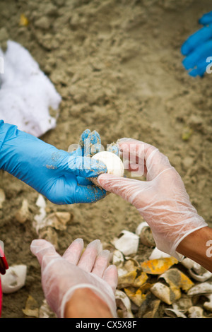 I membri del team di tartaruga esaminare non tratteggiata per tartarughe marine le uova sulla spiaggia a Isle of Palms, SC Foto Stock