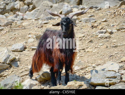 Selvatica capra nero in valle rocciosa Foto Stock