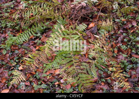 Bracken le foglie in autunno Foto Stock