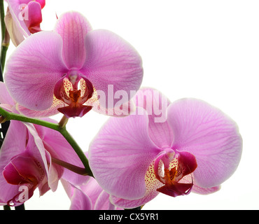 Orchis, Orchidea Phalaenopsis Foto Stock