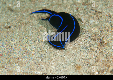 Un Chelidonura varians nella sabbia nel Nord Sulawesi. Foto Stock