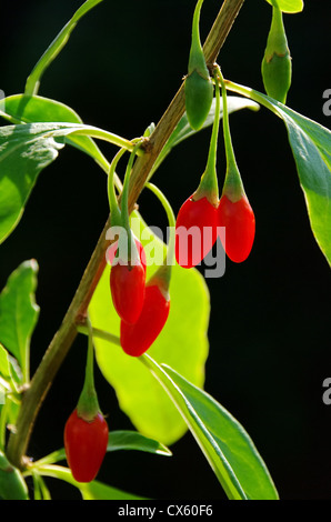 Goji Beere - goji berry 10 Foto Stock