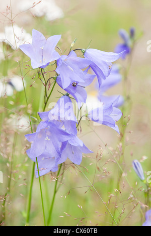Viola chiaro molla bluebells crescendo in foresta Foto Stock