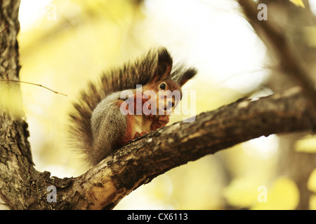 Scoiattolo in foresta autunnale macro close up Foto Stock