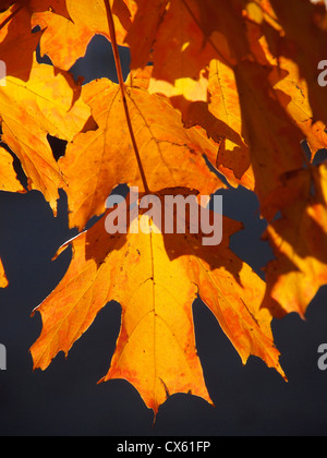 Foglie di autunno glow arancione e rosso in una luce brillante. Providence, Rhode Island, Stati Uniti Foto Stock