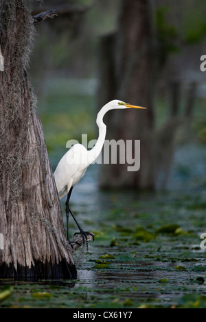 Airone bianco maggiore (Ardea alba) su Caddo Lake, Texas Foto Stock