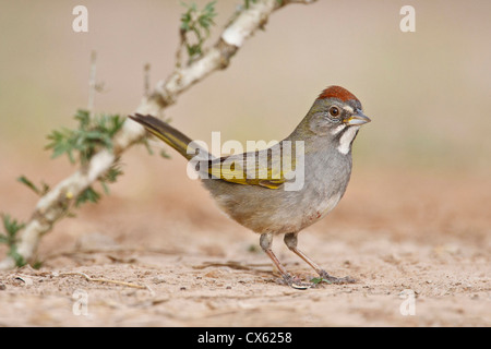 Verde-tailed Towhee (Pipilo chlorurus) la caccia per le sementi Foto Stock