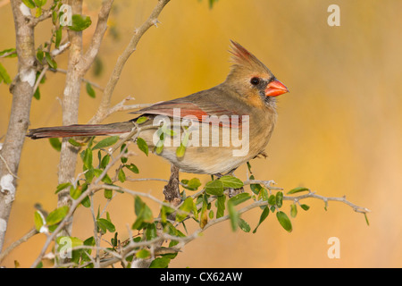 Il Cardinale settentrionale (Cardinalis cardinalis) femmina appollaiato sul ramo Foto Stock