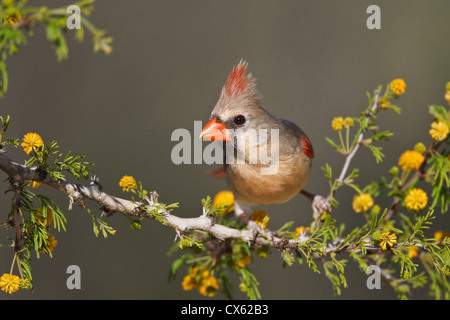 Il Cardinale settentrionale (Cardinalis cardinalis) femmina appollaiato sul ramo Foto Stock