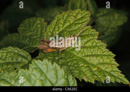 Campo comune grasshopper (Chorthippus brunneus) Larva di una foglia Foto Stock