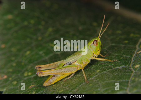 Campo grasshopper (Chorthippus apricarius) su una foglia Foto Stock