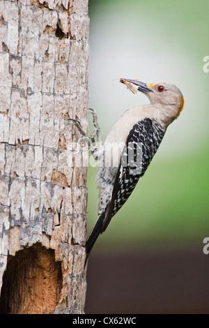 Golden-Picchio fronteggiata (Melanerpes aurifrons) adulto presso il nido in cavità di Palm, McAllen, Texas Foto Stock