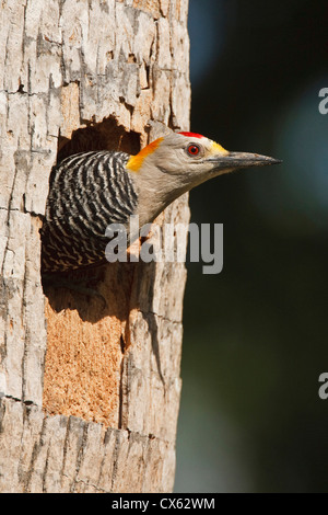 Golden-Picchio fronteggiata (Melanerpes aurifrons) adulto presso il nido in cavità di Palm, McAllen, Texas Foto Stock