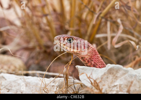 Coachwhip occidentale (Masticophis flagello) colorato di rosso la popolazione ad ovest del Texas Foto Stock