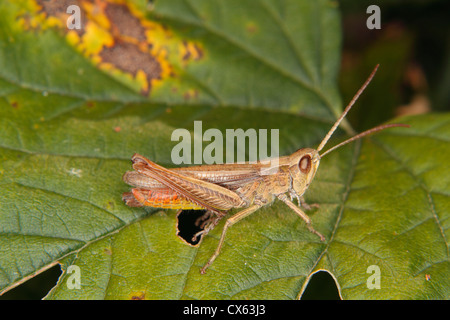 Campo comune grasshopper (Chorthippus brunneus) su una foglia Foto Stock