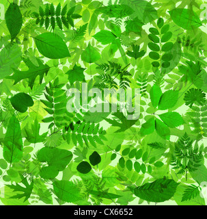 Abstract belle foglie verdi di natura ambientale sullo sfondo Foto Stock
