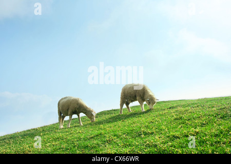 Le pecore che pascolano nel campo, Cingjing Farm, Taiwan. Foto Stock