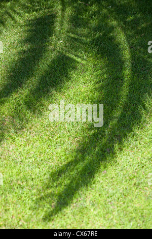 Palm tree leaf fronde, creando ombre sull'erba verde. Foto Stock