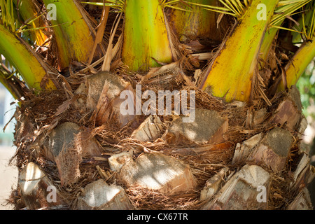Palm tree lascia la germogliazione di palm tronco di albero Foto Stock