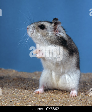 Djungarian Hamster (Phodopus sungorus) in piedi sulle zampe posteriori Foto Stock