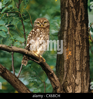 Civetta (Athene noctua) appollaiato in un albero di noce Foto Stock