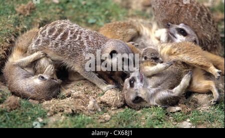 Suricate, Sottile-tailed Meerkat (Suricata suricata), famiglia giocando Foto Stock