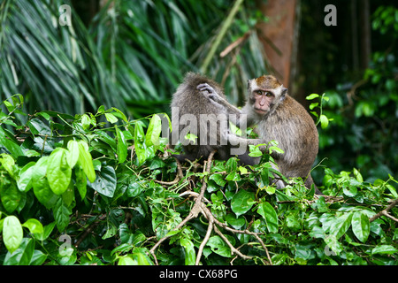 Una scimmia di toelettatura un altro in Bukit Sari tempio Balinese, in Sangeh, Bali, Indonesia. Foto Stock