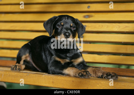 Rottweiler cucciolo Foto Stock