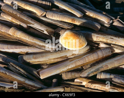 I gusci di spada cannolicchi (Ensis ensis) e un Atlantic Surf Clam (Spisula solida), lavato a terra Foto Stock