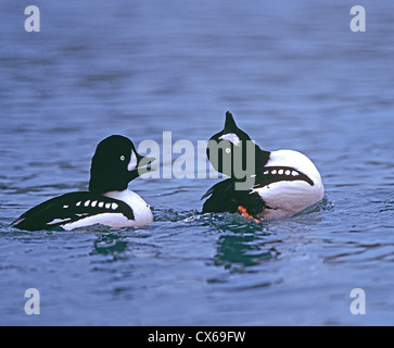 Tumuli Goldeneye (Bucephala islandica), due i draghetti visualizzazione Foto Stock