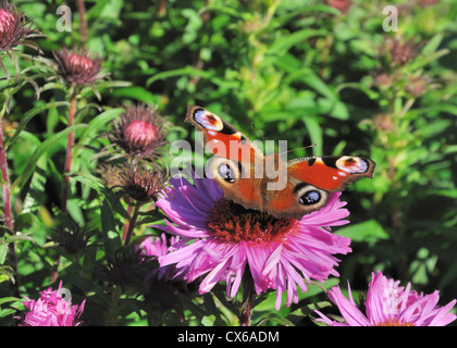 Farfalla (Inachis - pavone europeo) su un grande fiore rosa Michaelmas Daisy (Aster amellus) in pieno sole. Foto Stock