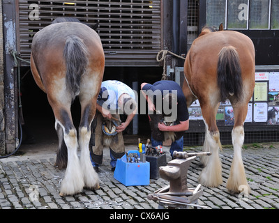Maniscalchi ferratura dei cavalli Clydesdale in Pollok Country Park, Glasgow Foto Stock