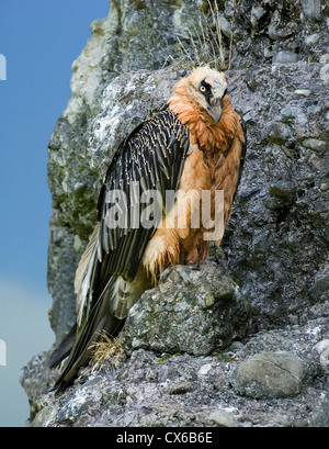 Gipeto, Lammergeier (Gypaetus barbatus), adulto in piedi in una scogliera rocciosa Foto Stock