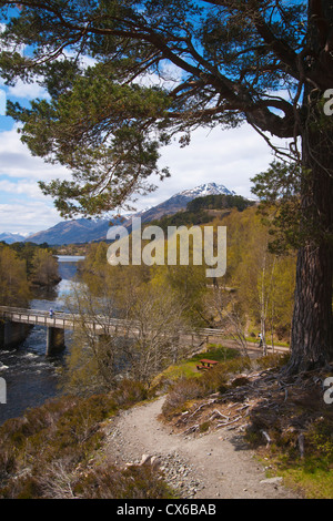 Glen Affric, Fiume Affric, molla, Inverness, Highland Regione, Scozia Foto Stock